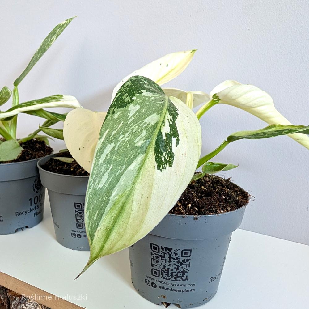 Filodendron Jose Buono