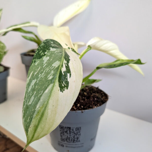 Filodendron Jose Buono