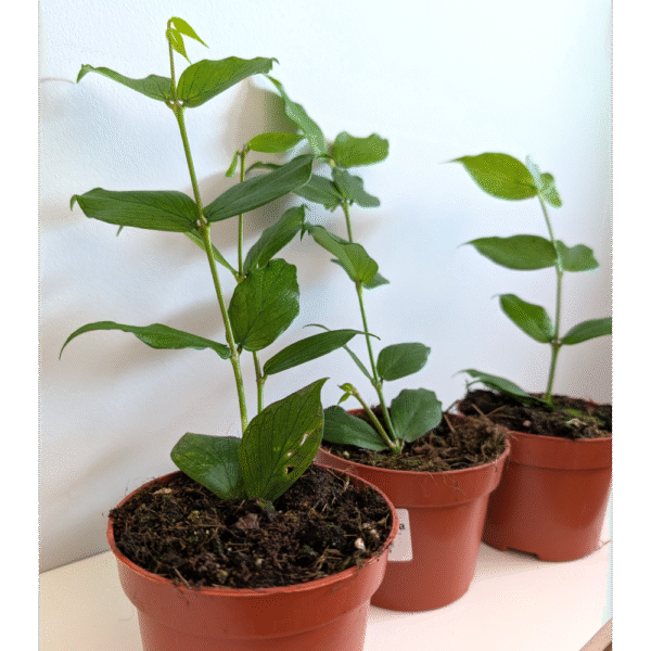 Hoya Polyneura Hoya Polyneura