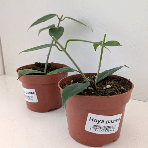 Hoya Paziae