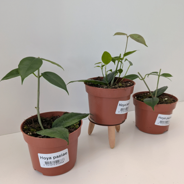 Hoya Paziae