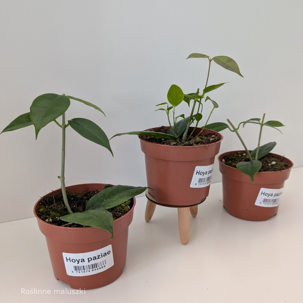 Hoya Paziae