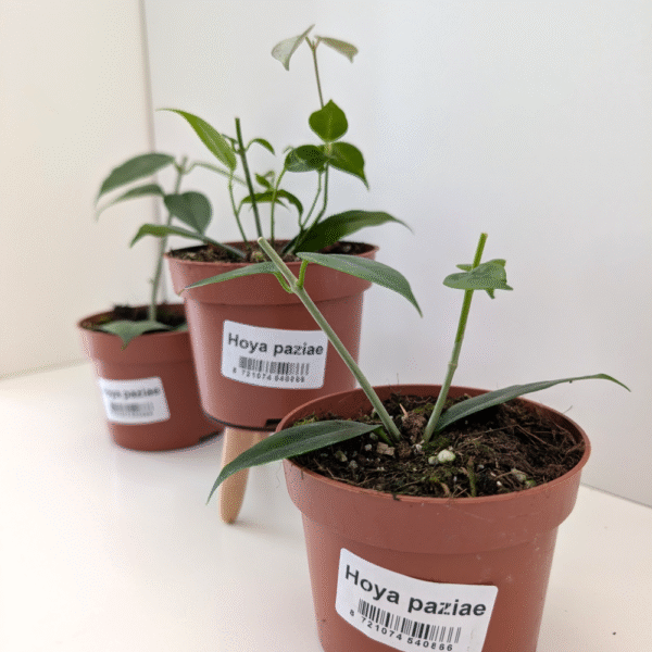Hoya Paziae