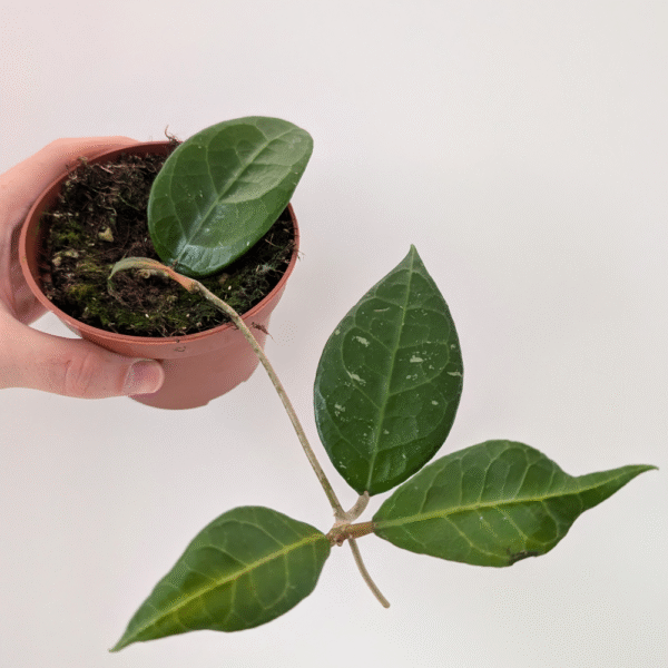 Hoya verticillata Lampung