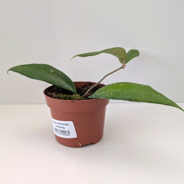 Hoya verticillata Lampung
