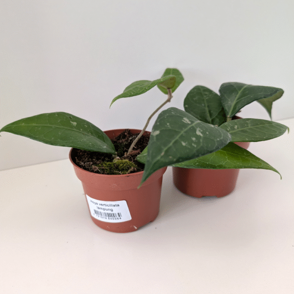 Hoya verticillata Lampung