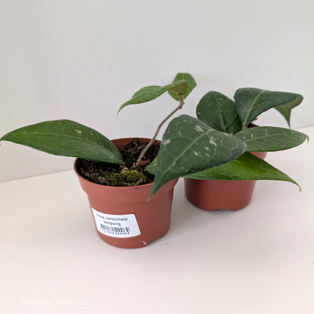 Hoya verticillata Lampung