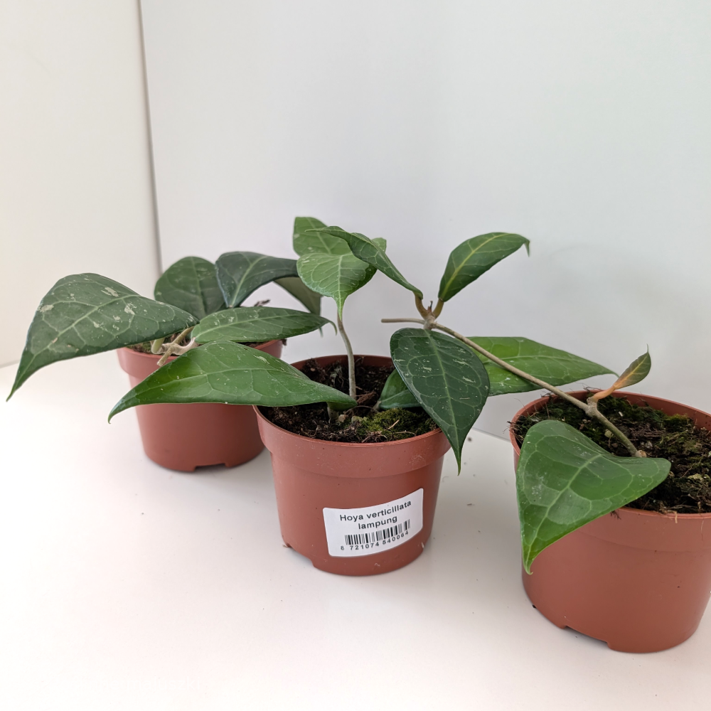 Hoya verticillata Lampung