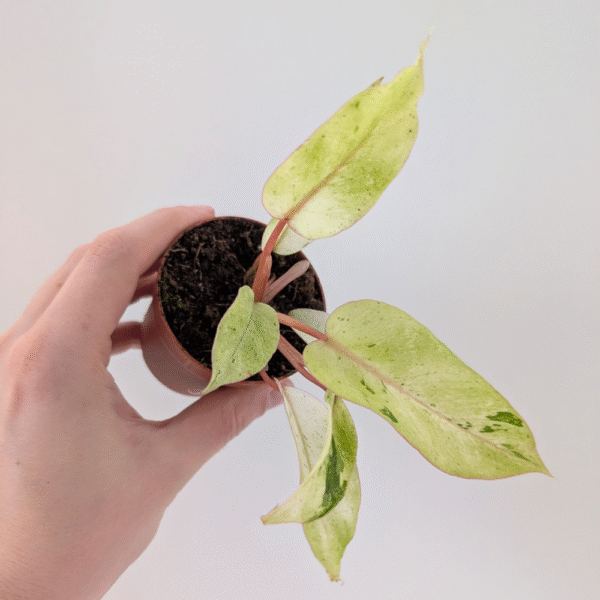 Filodendron Snowdrift