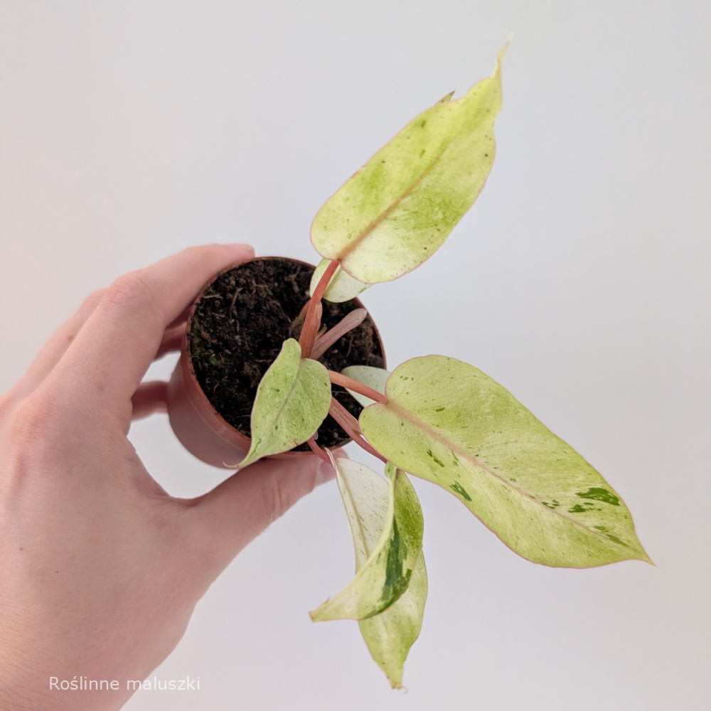 Filodendron Snowdrift