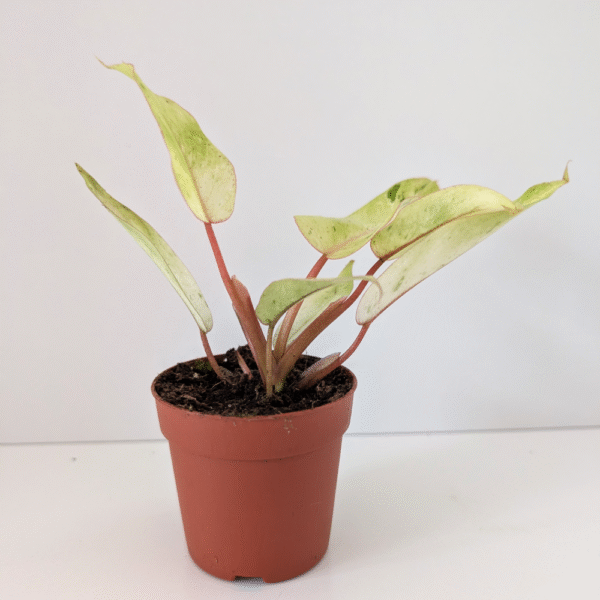 Filodendron Snowdrift