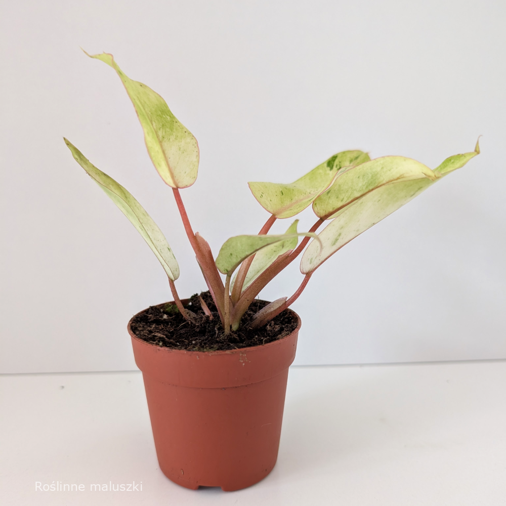 Filodendron Snowdrift