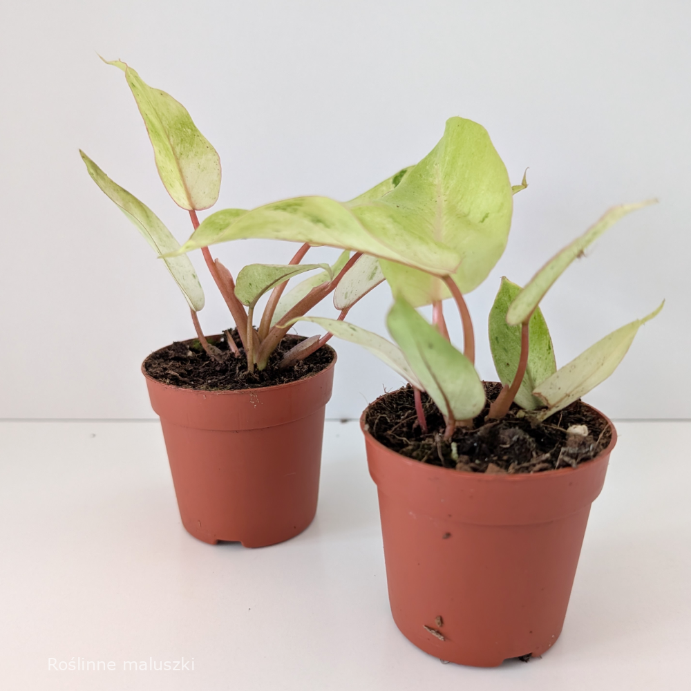 Filodendron Snowdrift