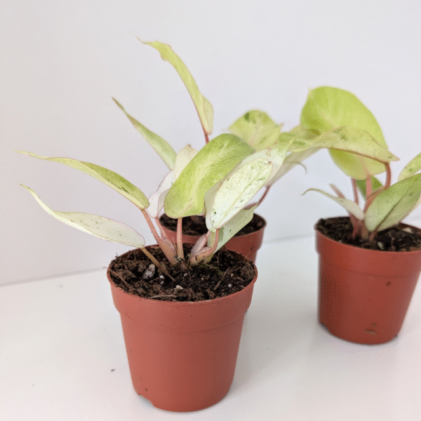 Filodendron Snowdrift