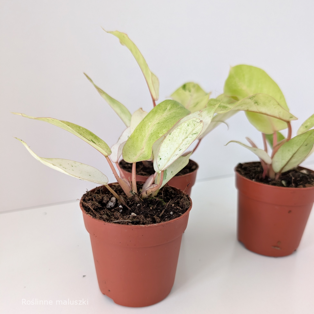 Filodendron Snowdrift