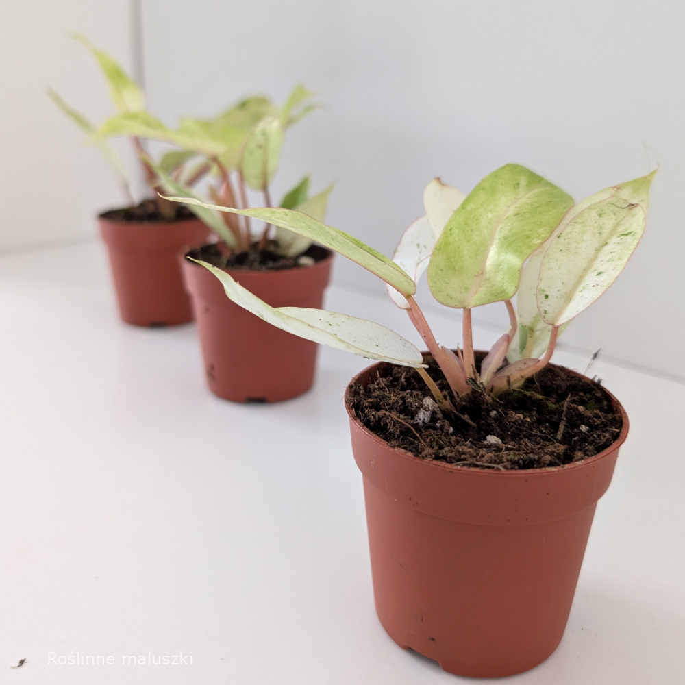 Filodendron Snowdrift