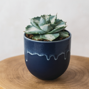 Agave potatorum cv. Ohi-Raijin variegata Ø8,5cm(agawa)