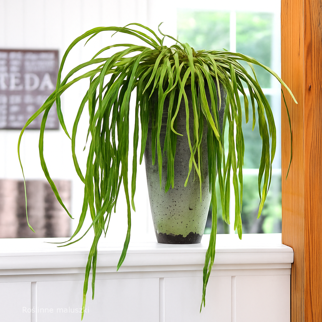 Osłonka ceramiczna na doniczkę Ø 12cm.