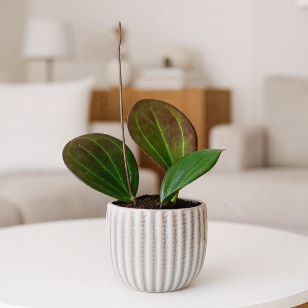 Osłonka ceramiczna na doniczkę Ø 9cm.