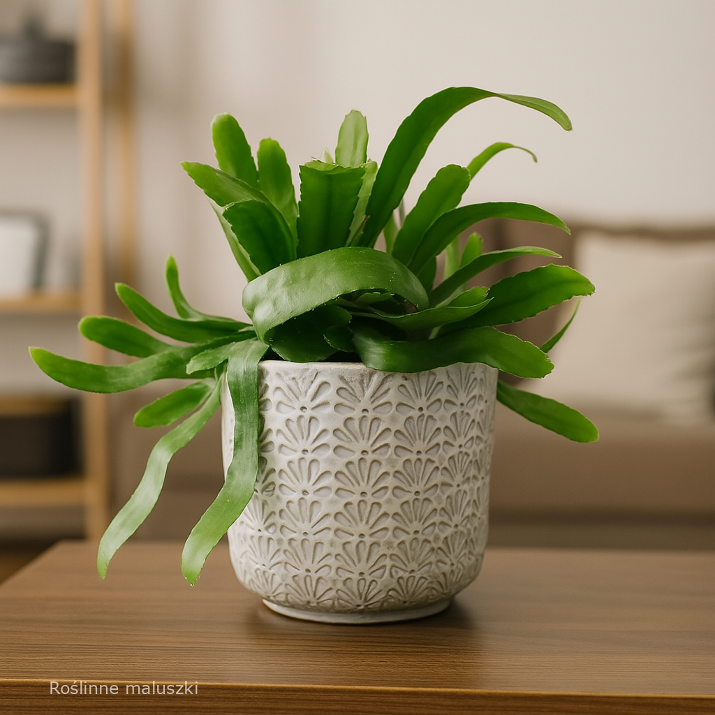 Osłonka beżowa Ø 12cm.