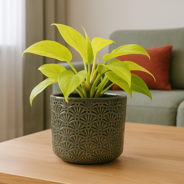 Osłonka zielono-brązowa Ø 12cm.