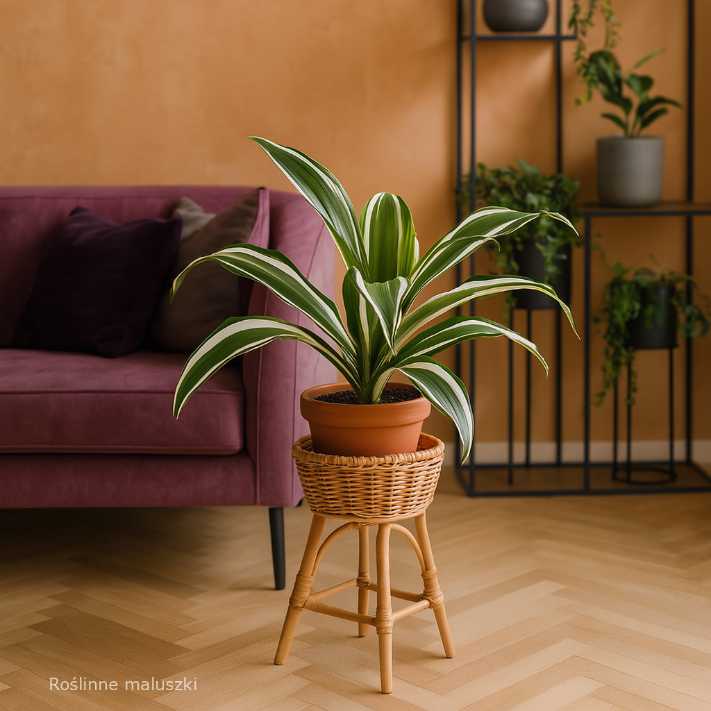 Dracaena White Jewel (dracena)