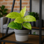 Rhaphidophora Korthalsii Marble Aurea