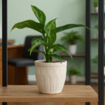 Dieffenbachia Tropic Snow-difenbachia