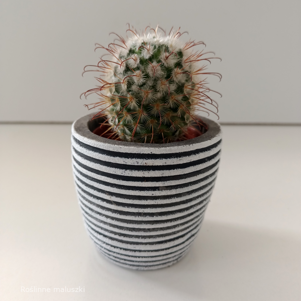 Osłonka cementowa Ø 5,5cm.