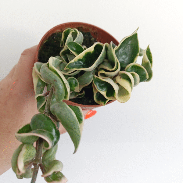 Hoya compacta variegata