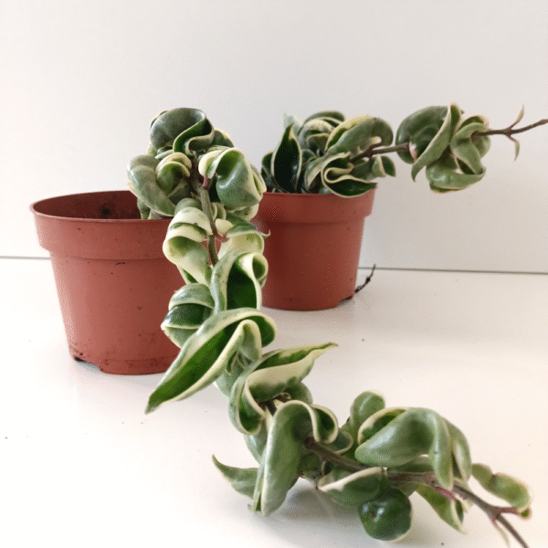 Hoya compacta variegata Hoya compacta variegata