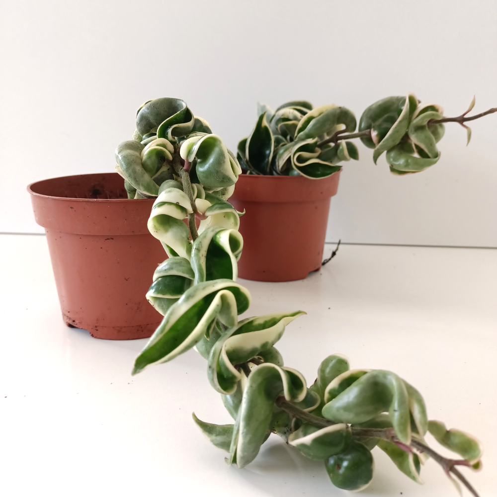 Hoya compacta variegata