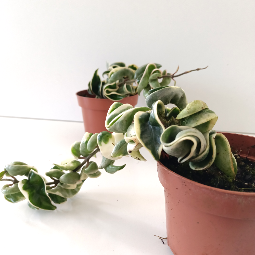 Hoya compacta variegata