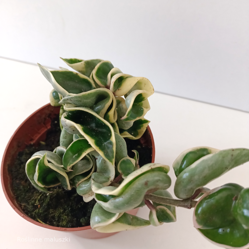 Hoya compacta variegata