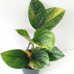 Epipremnum Marble Planet Variegata