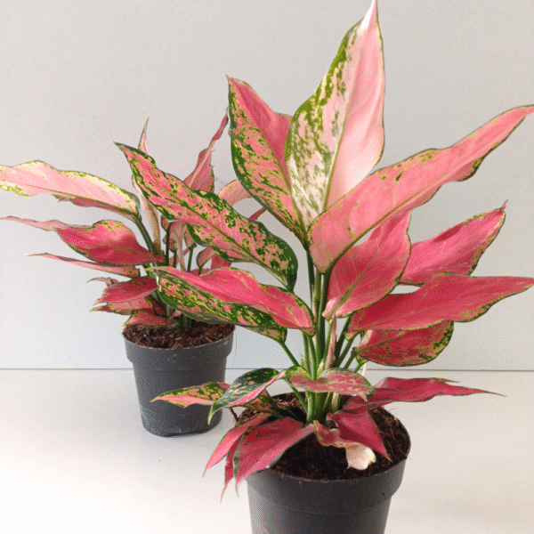 Aglaonema Cherry Baby