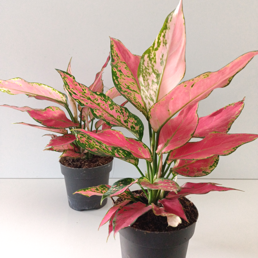 Aglaonema Cherry Baby