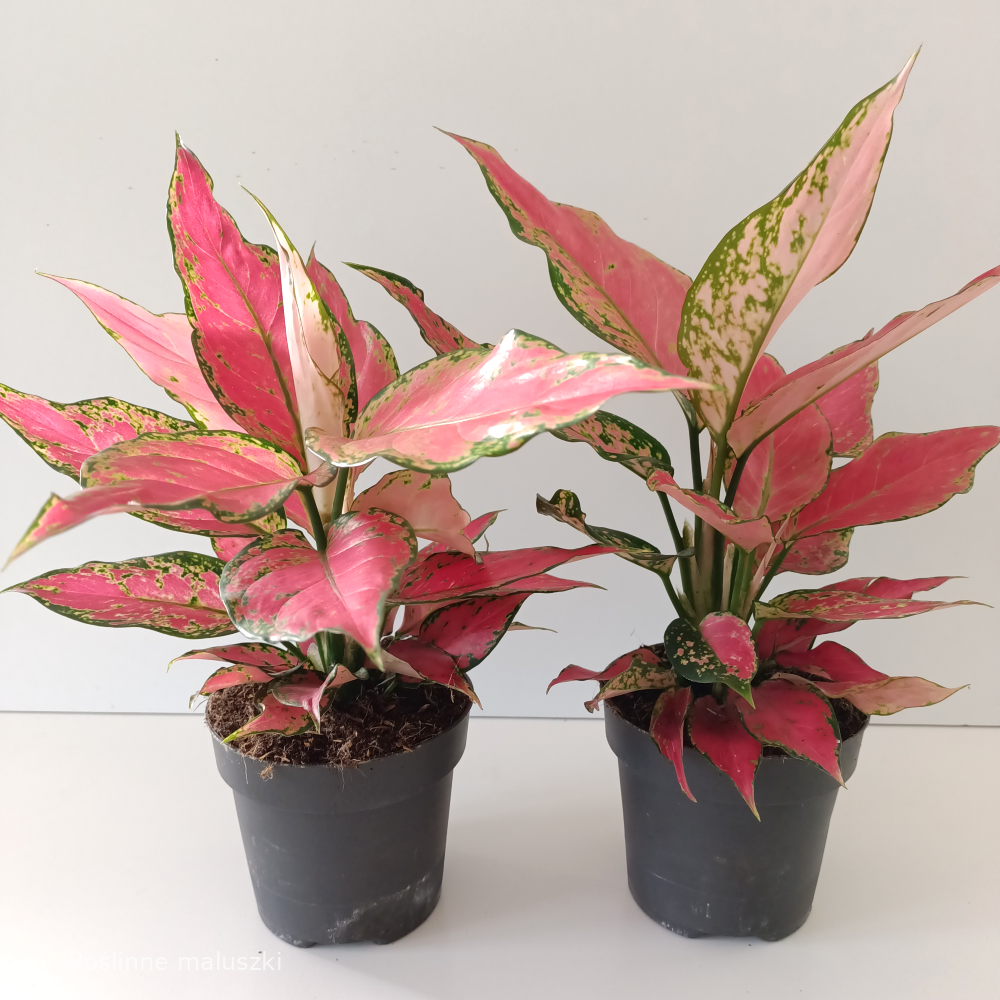 Aglaonema Cherry Baby