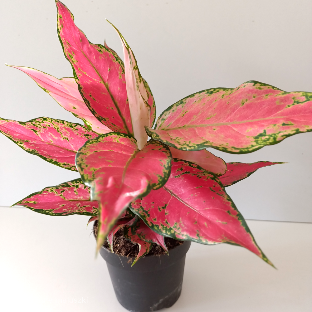 Aglaonema Cherry Baby