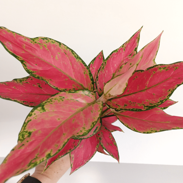 Aglaonema Cherry Baby