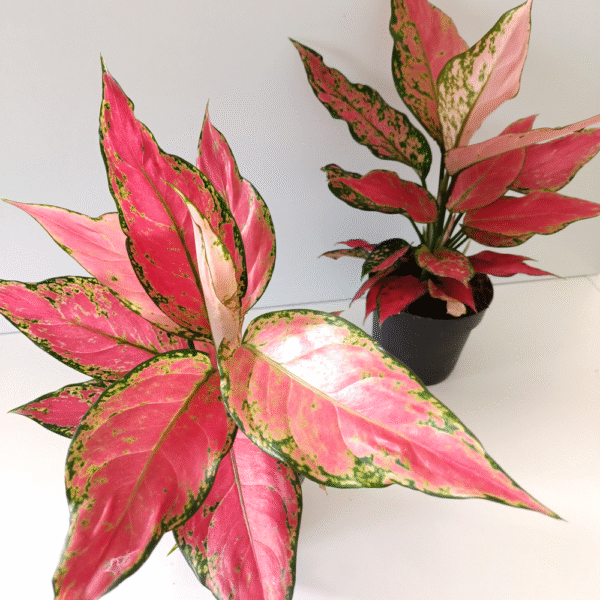 Aglaonema Cherry Baby
