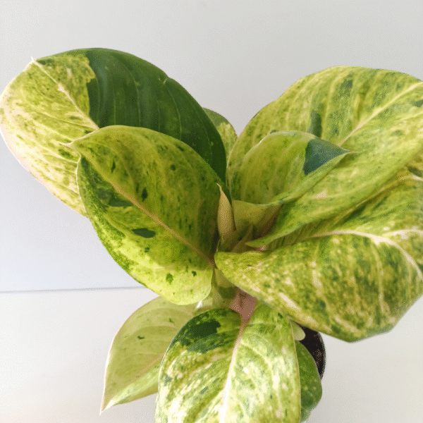 Aglaonema Apple Fantasy