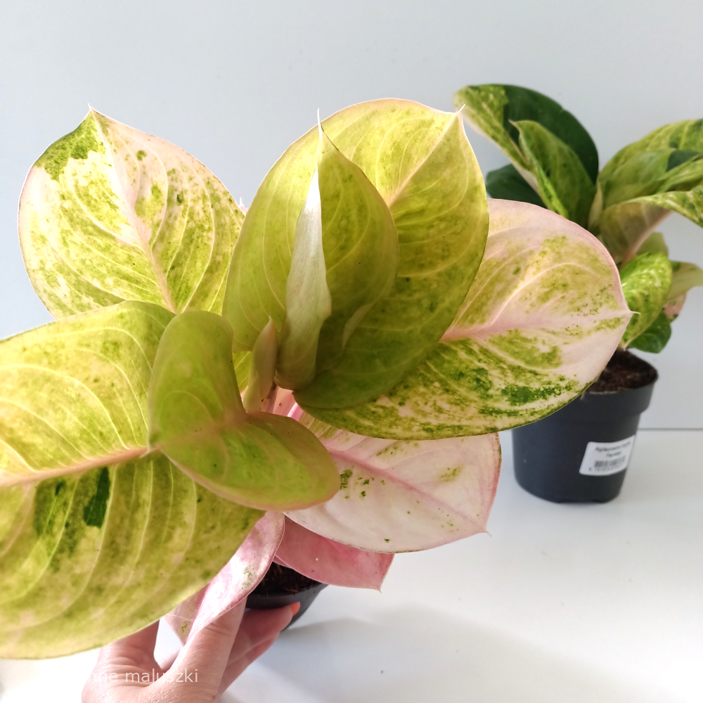 Aglaonema Apple Fantasy