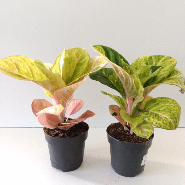 Aglaonema Apple Fantasy Aglaonema Apple Fantasy
