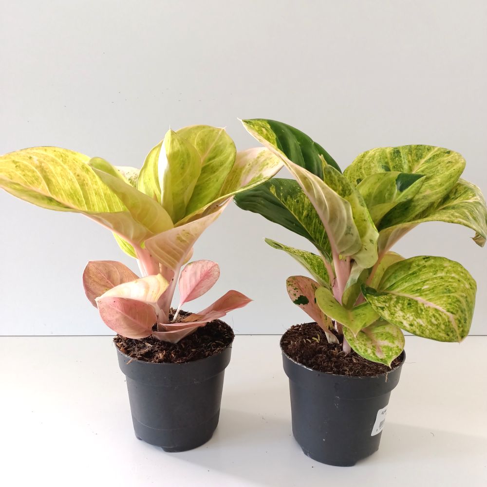 Aglaonema Apple Fantasy