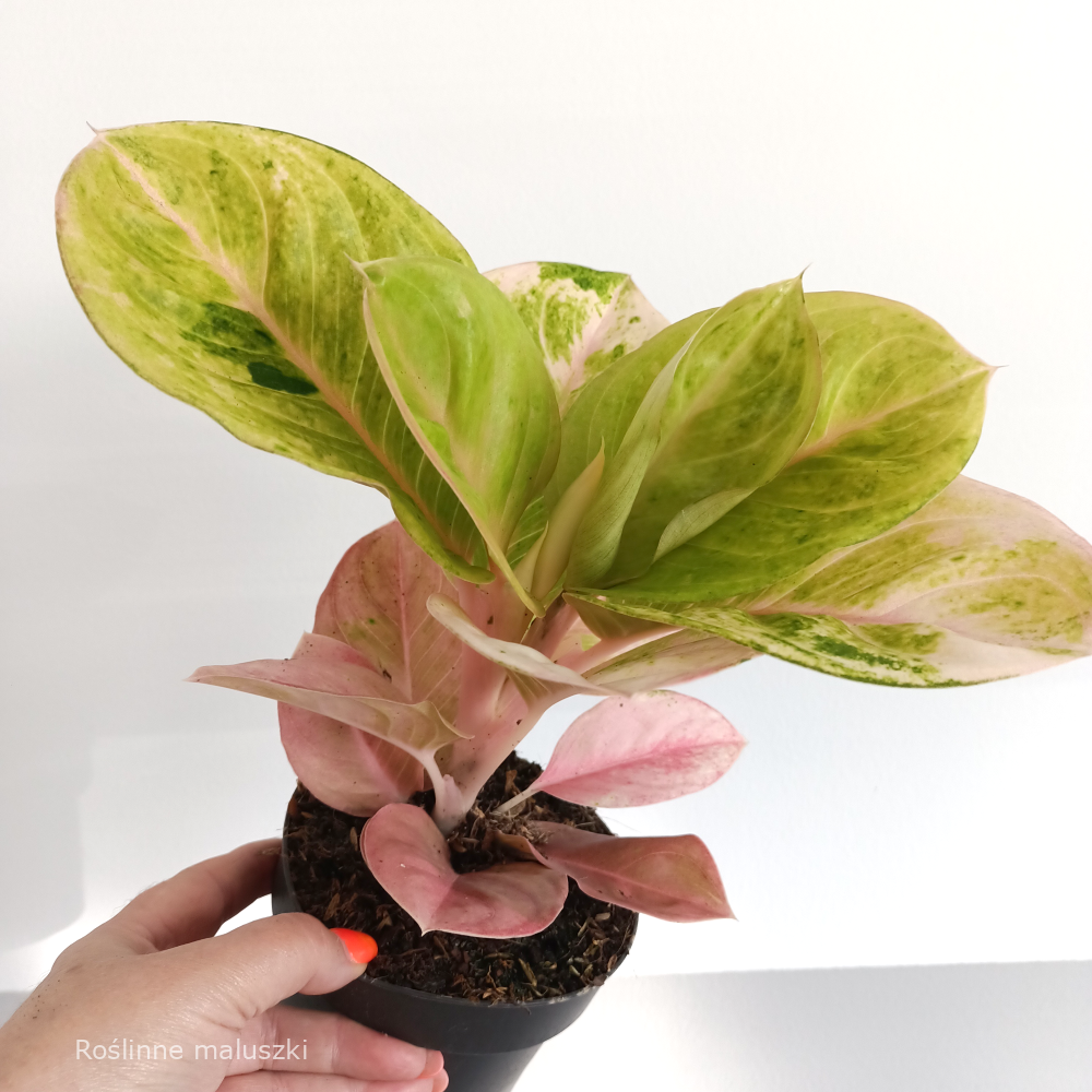 Aglaonema Apple Fantasy
