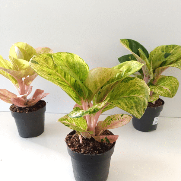 Aglaonema Apple Fantasy