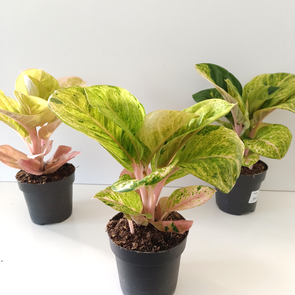 Aglaonema Apple Fantasy