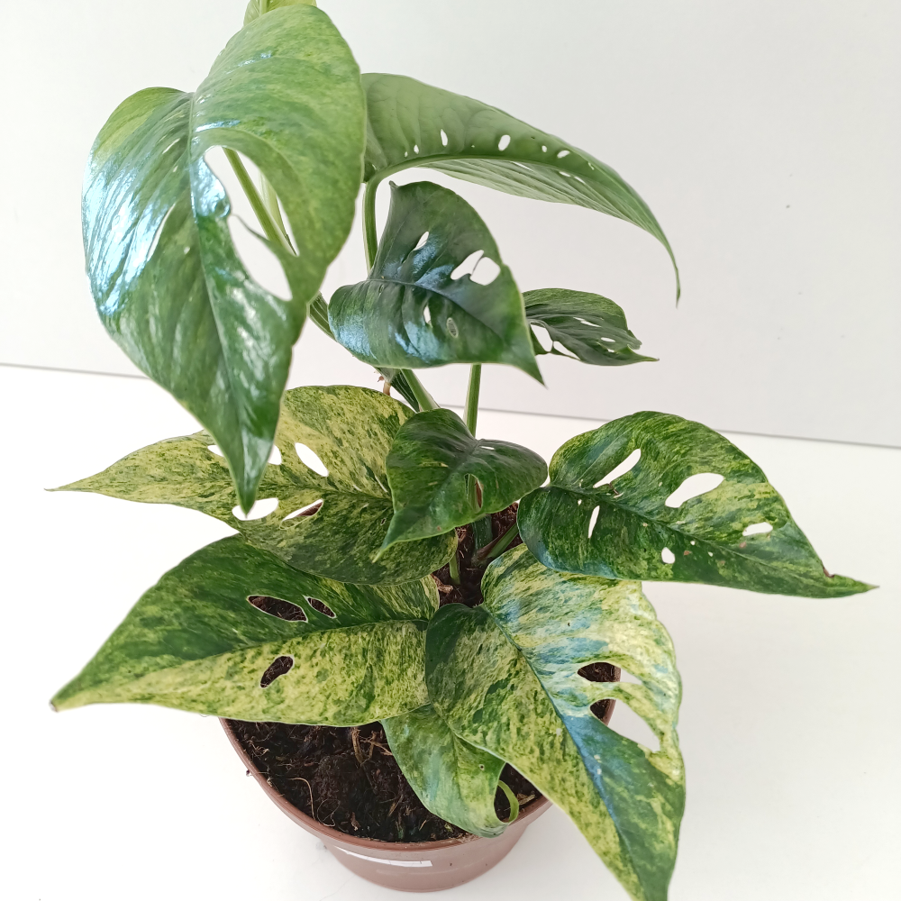 Epipremnum Pinnatum Mint