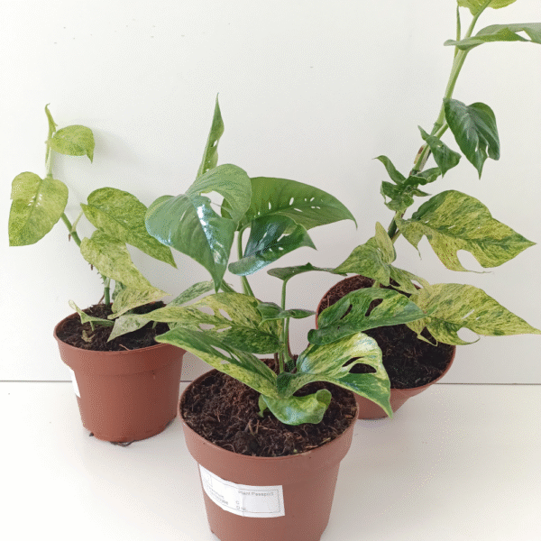 Epipremnum Pinnatum Mint